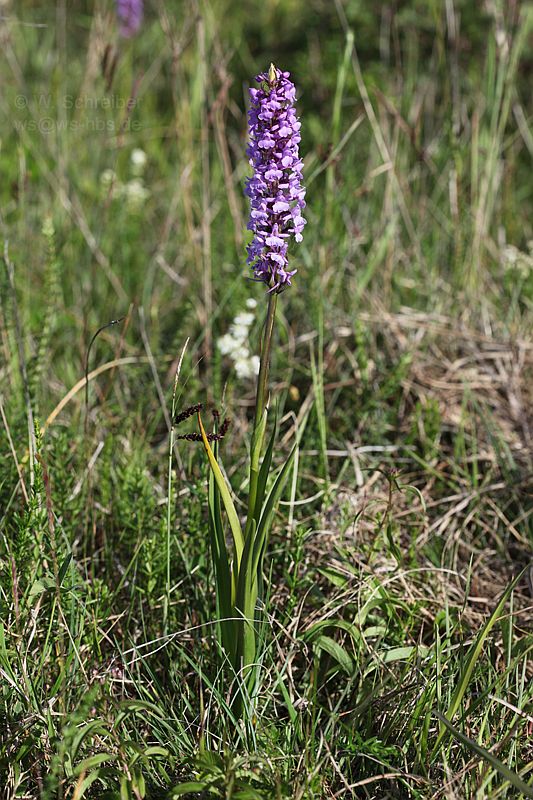 090628-1470_Orchidee - Maennliches Knabenkraut